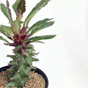 珍しい植物 サボテン 多肉植物 の商品一覧 花 ガーデニング 通販 Yahoo ショッピング