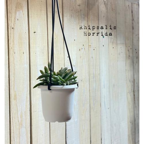 リプサリス ホリダ 3号 吊り鉢(おまかせ1鉢) rhipsalis horrida ハンギング サ...