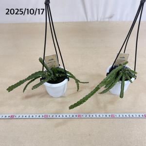 リプサリス クルシフォルメ 3号吊り鉢(おまか...の詳細画像5