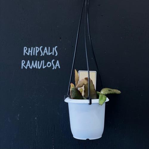 リプサリス ラムローサ 3号吊り鉢(おまかせ1鉢) rhipsalis ramulosa ハンギング...