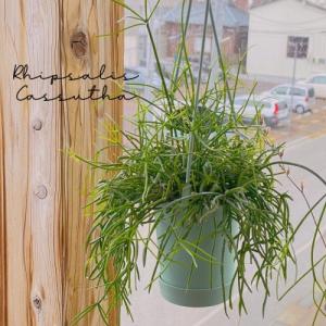 リプサリス カスッサ 3.5号 吊り鉢 観葉植物...の商品画像