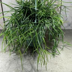 リプサリス カスッサ 3.5号 吊り鉢 観葉植...の詳細画像1