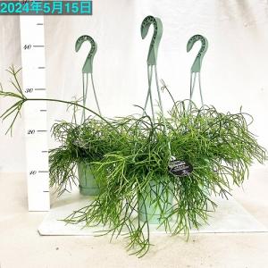 リプサリス カスッサ 3.5号 吊り鉢 観葉植...の詳細画像3