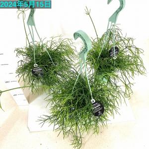 リプサリス カスッサ 3.5号 吊り鉢 観葉植...の詳細画像4