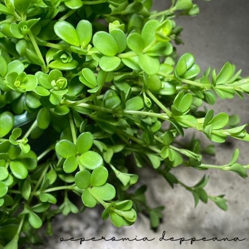 アロマペペ(ペペロミア デッペアナ) 3.5号吊り鉢　観葉植物 吊るす 吊り下げ ハンギング インテ...