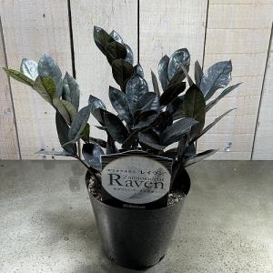 観葉植物 ザミオクルカス レイヴン(レイブン)...の詳細画像1