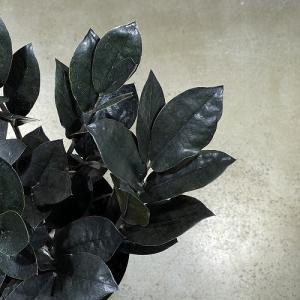 観葉植物 ザミオクルカス レイヴン(レイブン)...の詳細画像2