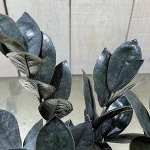 観葉植物 ザミオクルカス レイヴン(レイブン)...の詳細画像3