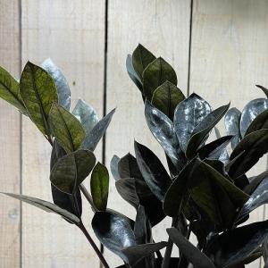 観葉植物 ザミオクルカス レイヴン(レイブン)...の詳細画像4