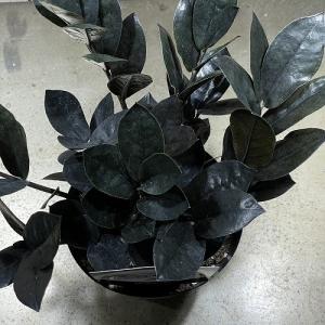 観葉植物 ザミオクルカス レイヴン(レイブン)...の詳細画像5