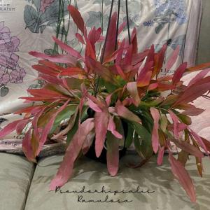 リプサリス ラムローサ 種 サボテン 多肉植物 の商品一覧 花 ガーデニング 通販 Yahoo ショッピング