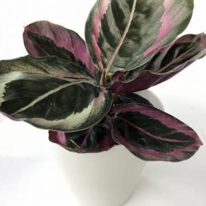 カラテア 観葉植物 花 ガーデニング の商品一覧 通販 Yahoo ショッピング