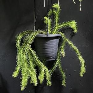 葉傷みあり】フペルジア ゴエベリー 5号吊り鉢(個体おまかせ1鉢