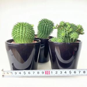 ユーフォルビア ドラゴンボール(スザンナエ/瑠...の詳細画像3