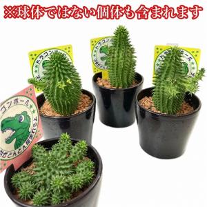 ユーフォルビア ドラゴンボール(スザンナエ/瑠...の詳細画像4