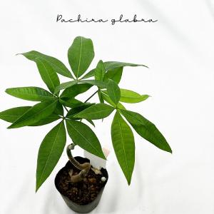 pachira glabra かわいい 育てやすい 観葉植物 面白い パキラ グラブラ 曲り 3号