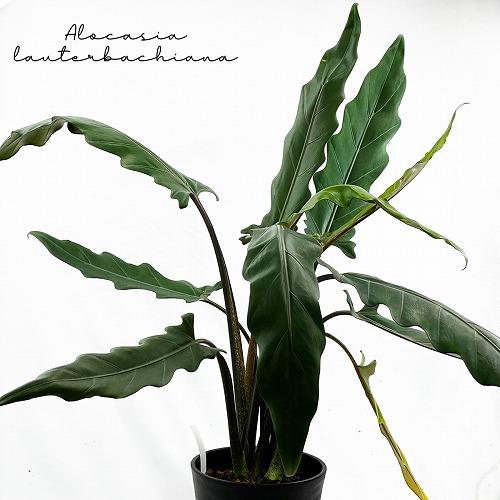 alocasia lauterbachiana 珍品種 オシャレ リビング・玄関 インテリアグリーン...