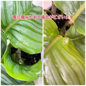 人気 カラテア オルビフォリア 4号鉢(個体お...の詳細画像5