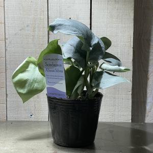 【訳あり】スキンダプサス オルモストシルバー(...の詳細画像2