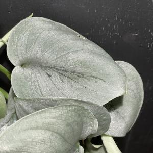 【訳あり】スキンダプサス オルモストシルバー(...の詳細画像4