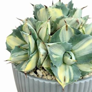 多肉植物：アガベ ピンキー*幅5cm 現品！一品限り : 遊恵盆栽