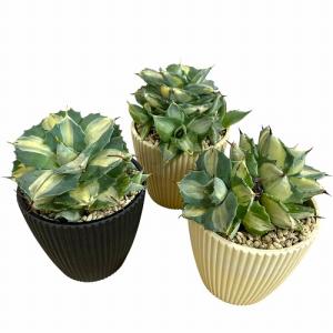 [お買い得]アガベ ポタトラム 王妃雷神 中斑...の詳細画像2