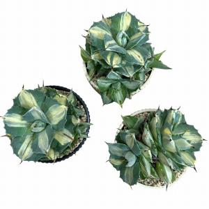 [お買い得]アガベ ポタトラム 王妃雷神 中斑...の詳細画像3