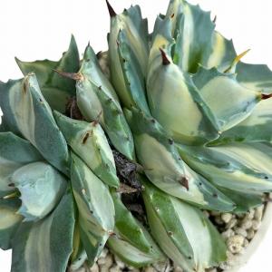 [お買い得]アガベ ポタトラム 王妃雷神 中斑...の詳細画像4