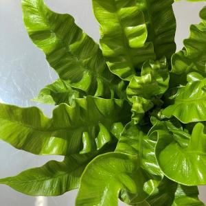 シダ植物 アスプレニウム エメラルドウェーブ(...の詳細画像5