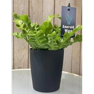 シダ植物 アスプレニウム エメラルドウェーブ(...の詳細画像1