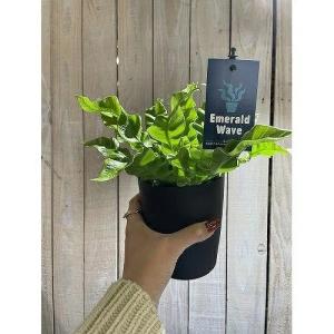 シダ植物 アスプレニウム エメラルドウェーブ(...の詳細画像3