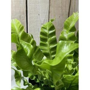 シダ植物 アスプレニウム エメラルドウェーブ(...の詳細画像4