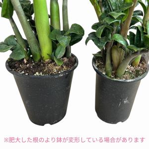 黒葉ザミオクルカス レイヴン(PVP) 4号硬...の詳細画像4