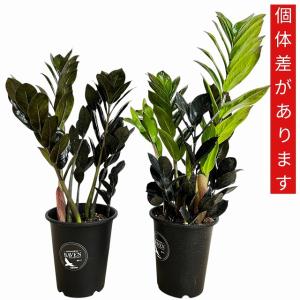 黒葉ザミオクルカス レイヴン(PVP) 4号硬...の詳細画像5