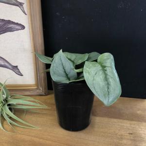 観葉植物 スキンダプサス オルモストシルバー Scindapsus pictus