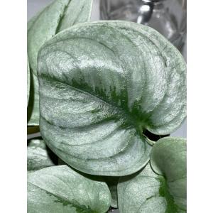 スキンダプサス プラチナム 3号ロングポット ...の詳細画像1