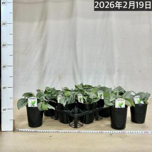 スキンダプサス プラチナム 3号ロングポット ...の詳細画像3