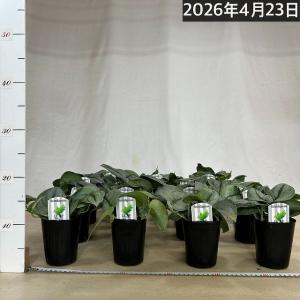 スキンダプサス プラチナム 3号ロングポット ...の詳細画像3