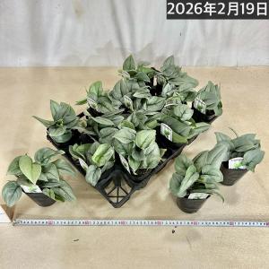 スキンダプサス プラチナム 3号ロングポット ...の詳細画像4