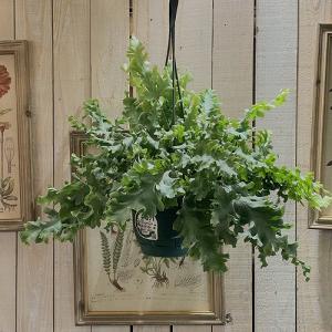 アンスリウム　ペダトラディアツム　5号鉢 アンスリウム ペダトラディアツム 5号鉢 ＊アンスリウム ペダトラ