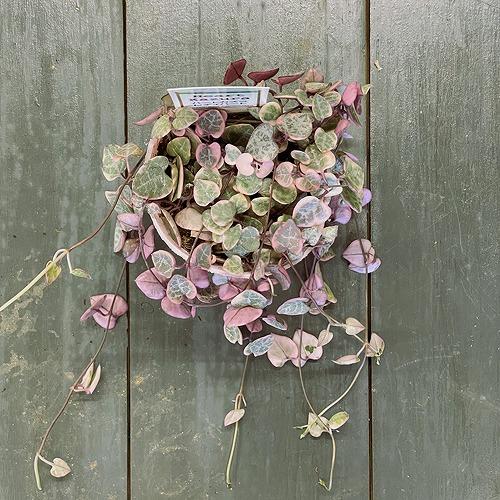 多肉植物　ハートカズラ レディーハート ピンクのラブチェーン(セミロング) 2.5号　かわいい 可愛...