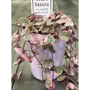 多肉植物 ハートカズラ レディーハート ピンク...の詳細画像3