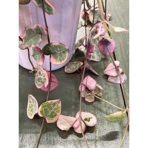 多肉植物 ハートカズラ レディーハート ピンク...の詳細画像4