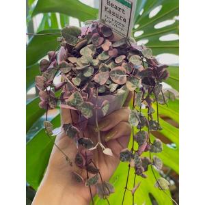 多肉植物 ハートカズラ レディーハート ピンク...の詳細画像5