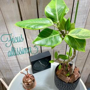 観葉植物　フィカス アルテシマ 曲がり 4号ロングポット　可愛い かわいい おしゃれ インテリア 夏