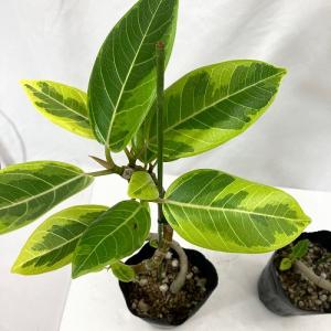 観葉植物 フィカス アルテシマ 曲がり 4号ロ...の詳細画像2
