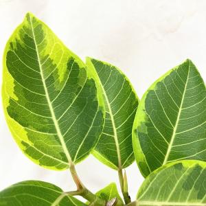 観葉植物 フィカス アルテシマ 曲がり 4号ロ...の詳細画像4
