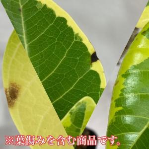 【訳あり】フィカス アルテシマ 曲がり 4号ロ...の詳細画像5
