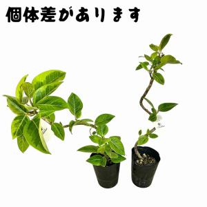 観葉植物 フィカス アルテシマ 曲がり 4号ロ...の詳細画像5