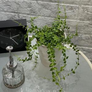観葉植物 ディスキディア ミリオンハート 4号 ...の商品画像